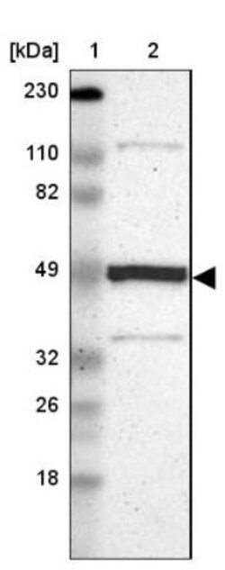 Njmu-R1 Antibody, Novus Biologicals:Antibodies:Primary Antibodies