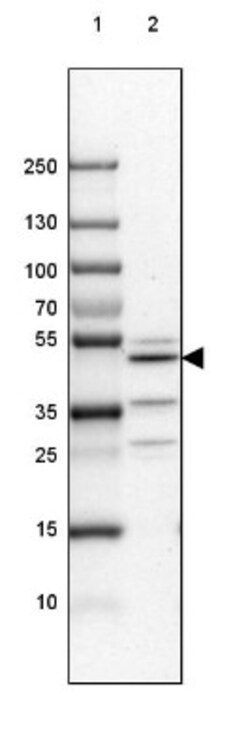 Njmu-R1 Antibody, Novus Biologicals:Antibodies:Primary Antibodies