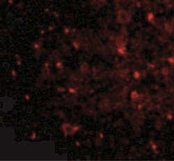 Nogo-A Antibody - BSA Free, Novus Biologicals:Antibodies:Primary Antibodies