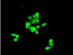 Notch-1 Antibody (OTI3E12), Novus Biologicals 0.1mL; Unlabeled:Antibodies,