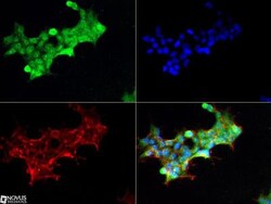 Notch-1 Antibody (mN1A) - BSA Free, Novus Biologicals 0.1mL; Unlabeled:Antibodies,