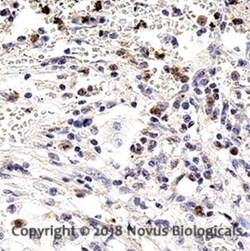 Notch-1 Antibody (mN1A) - BSA Free, Novus Biologicals 0.1mL; Unlabeled:Antibodies,