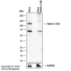 Notch-1 Antibody (mN1A) - BSA Free, Novus Biologicals 0.1mL; Unlabeled:Antibodies,