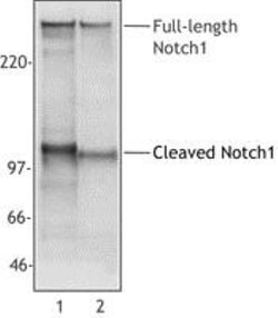 Notch-1 Antibody (mN1A) - BSA Free, Novus Biologicals 0.1mL; Unlabeled:Antibodies,
