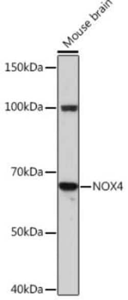 Nox4 Rabbit anti-Mouse, Rat, Clone: 6Q3U8, Novus Biologicals 20 &mu;g | Buy Online | Bio-Techne | Fisher Scientific