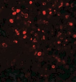 Nox4 Antibody - BSA Free, Novus Biologicals:Antibodies:Primary Antibodies