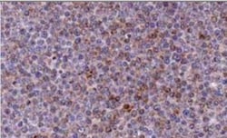 Noxa Antibody (114C307.1) - Azide Free, Novus Biologicals 0.1mg; Unlabeled:Antibodies,