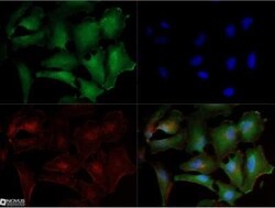 Noxa Antibody (114C307.1) - Non-Recombinant Monoclonal, Novus Biologicals