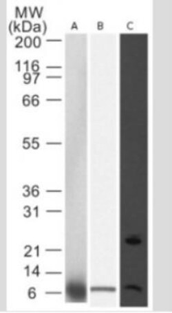 Noxa Antibody (114C307.1) - Non-Recombinant Monoclonal, Novus Biologicals