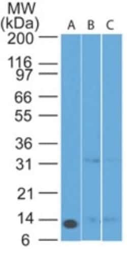 Noxa Antibody (69N15C9), Novus Biologicals 0.025mg; Unlabeled:Antibodies,
