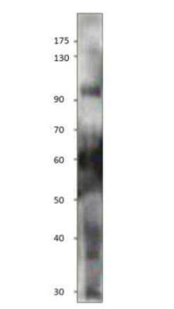 Npas4 Antibody, Novus Biologicals 100 &mu;g; Unconjugated:Antibodies, Polyclonal