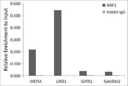 Nrf1 Rabbit anti-Human, Mouse, Rat, Clone: 4Q4E7, Novus Biologicals 20