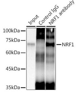 Nrf1 Rabbit anti-Human, Mouse, Rat, Clone: 4Q4E7, Novus Biologicals 20