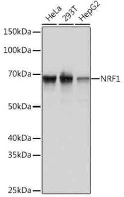 Nrf1 Rabbit anti-Human, Mouse, Rat, Clone: 4Q4E7, Novus Biologicals 20