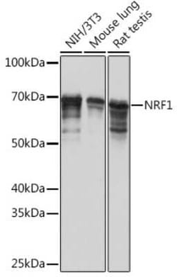 Nrf1 Rabbit anti-Human, Mouse, Rat, Clone: 4Q4E7, Novus Biologicals 20