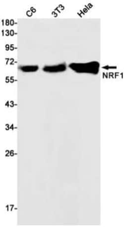 Nrf1 Rabbit anti-Human, Mouse, Rat, Clone: S02-9A7, Novus Biologicals 25 &mu;g | Buy Online | Novus Biologicals | Fisher Scientific