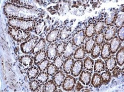 Nrf1 Antibody, Novus Biologicals 0.1mL; Unlabeled:Antibodies, Polyclonal