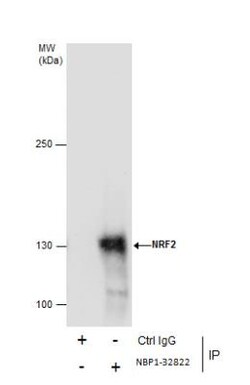 Nrf2 Antibody, Novus Biologicals 0.1mg; Unlabeled:Antibodies, Polyclonal