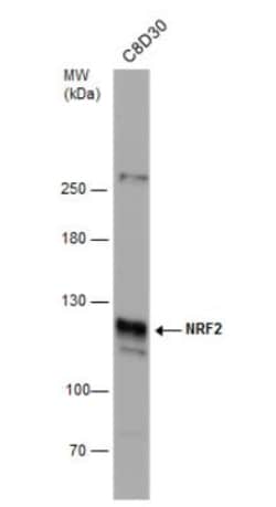 Nrf2 Antibody, Novus Biologicals 0.1mg; Unlabeled:Antibodies, Polyclonal