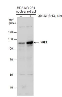 Nrf2 Antibody, Novus Biologicals 0.1mg; Unlabeled:Antibodies, Polyclonal