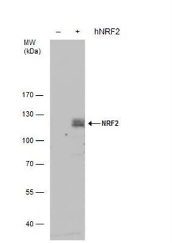 Nrf2 Antibody, Novus Biologicals 0.1mg; Unlabeled:Antibodies, Polyclonal