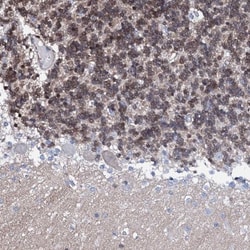 Nrip2 Antibody, Novus Biologicals 0.1mL; Unlabeled:Antibodies, Polyclonal