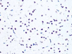 NuMA Rabbit anti-Human, Mouse, Rat, Clone: 6D4I4, Novus Biologicals 20 &mu;g | Buy Online | Bio-Techne | Fisher Scientific