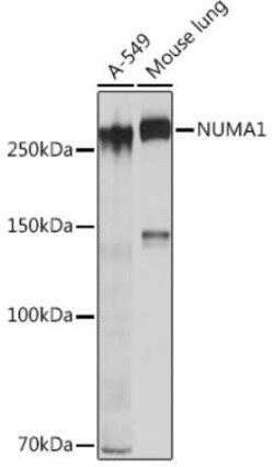 NuMA Rabbit anti-Human, Mouse, Rat, Clone: 6D4I4, Novus Biologicals 20 &mu;g | Buy Online | Bio-Techne | Fisher Scientific