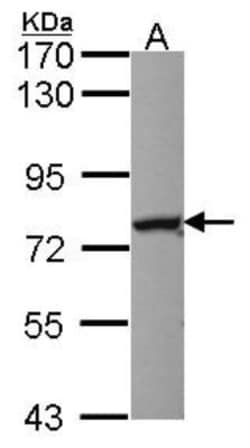 Nuclear Factor Erythroid 2 Related Factor 1 Antibody, Novus Biologicals