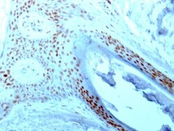 Nucleolin Antibody (NCL/902), Novus Biologicals 0.2mg; Unlabeled:Antibodies,