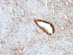 Nucleolin Antibody (NCL/902), Novus Biologicals 0.2mg; Unlabeled:Antibodies,