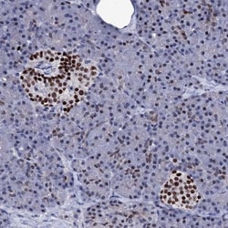 Nucleoplasmin-2 Antibody, Novus Biologicals 0.1mL; Unlabeled:Antibodies,