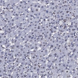 Nucleoplasmin-2 Antibody, Novus Biologicals 0.1mL; Unlabeled:Antibodies,