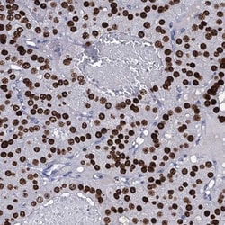Nucleoplasmin-2 Antibody, Novus Biologicals 0.1mL; Unlabeled:Antibodies,