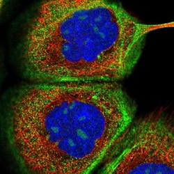 Nucleoplasmin-3 Antibody, Novus Biologicals 25 &mu;L | Buy Online | Novus Biologicals | Fisher Scientific