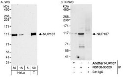Nucleoporin 107 Antibody, Novus Biologicals 0.1mL; Unlabeled:Antibodies,