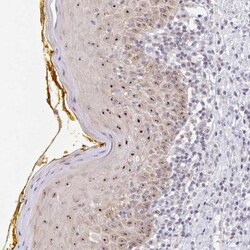 Nucleoporin NUP85 Antibody, Novus Biologicals:Antibodies:Primary Antibodies