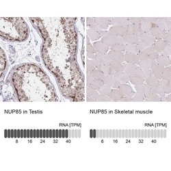 Nucleoporin NUP85 Antibody, Novus Biologicals:Antibodies:Primary Antibodies