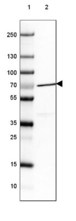 Nucleoporin NUP85 Antibody, Novus Biologicals:Antibodies:Primary Antibodies