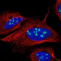 Nucleostemin Antibody, Novus Biologicals 0.1mL; Unlabeled:Antibodies, Polyclonal