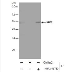 Nuf2 Antibody (312), Novus Biologicals 0.1mL; Unlabeled:Antibodies, Monoclonal