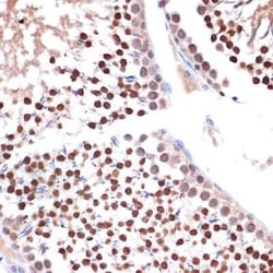 Nup153 Rabbit anti-Human, Mouse, Rat, Clone: 3I5V3, Novus Biologicals:Antibodies:Primary