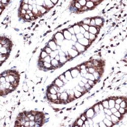 Nup153 Rabbit anti-Human, Mouse, Rat, Clone: 3I5V3, Novus Biologicals:Antibodies:Primary