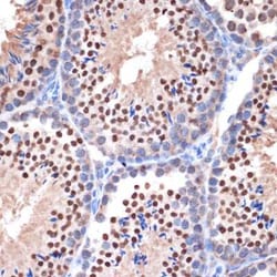 Nup153 Rabbit anti-Human, Mouse, Rat, Clone: 3I5V3, Novus Biologicals:Antibodies:Primary