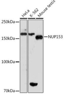 Nup153 Rabbit anti-Human, Mouse, Rat, Clone: 3I5V3, Novus Biologicals:Antibodies:Primary
