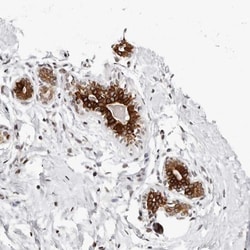 Nup153 Antibody, Novus Biologicals:Antibodies:Primary Antibodies