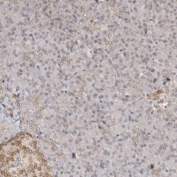 Nup153 Antibody, Novus Biologicals:Antibodies:Primary Antibodies