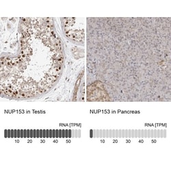 Nup153 Antibody, Novus Biologicals:Antibodies:Primary Antibodies