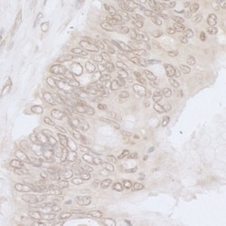 Nup53 Antibody, Novus Biologicals 0.1mL; Unlabeled:Antibodies, Polyclonal