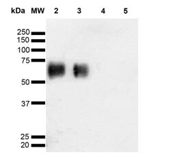 O-GlcNAc Antibody (9B9), Novus Biologicals:Antibodies:Primary Antibodies